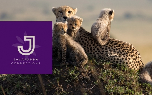 Newsletter July 2025- Jacarandá Moments